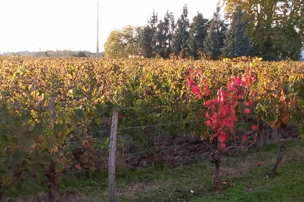 Chateau Roseyrol Proche Saint-Emilion Dış mekan fotoğraf